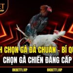 Cách Chọn Gà Đá Chuẩn – Bí Quyết Chọn Gà Chiến Đẳng Cấp