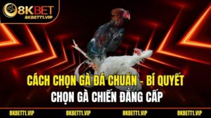 Cách Chọn Gà Đá Chuẩn – Bí Quyết Chọn Gà Chiến Đẳng Cấp