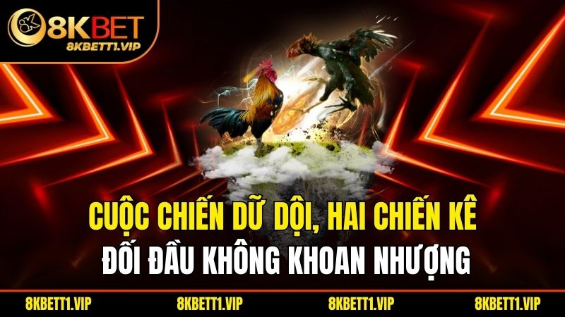 Tường thuật đá gà - Khám Phá Thế Giới Đầy Hấp Dẫn Của Môn Thể Thao Này 3 Cuộc chiến dữ dội, hai chiến kê đối đầu không khoan nhượng