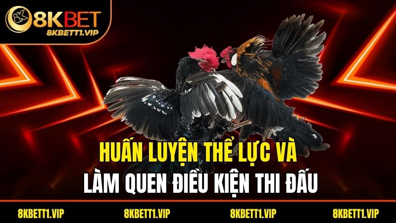 Huấn luyện thể lực và làm quen điều kiện thi đấu