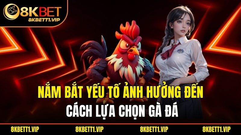 Nắm bắt yếu tố ảnh hưởng đến cách lựa chọn gà đá