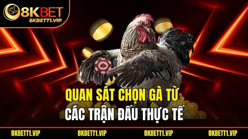 Quan sát chọn gà từ các trận đấu thực tế