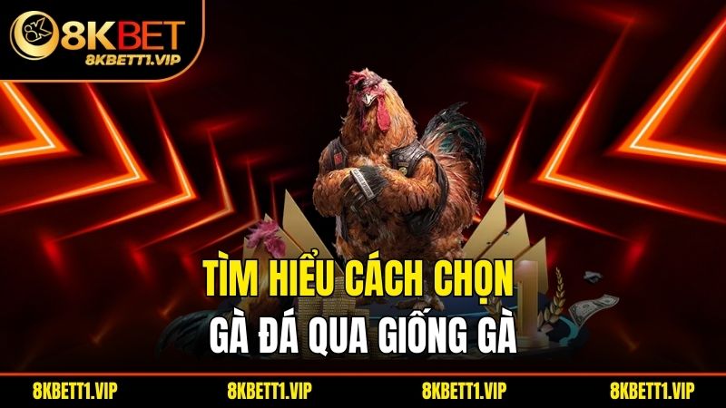Tìm hiểu cách chọn gà đá qua giống gà